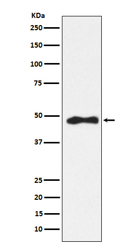 Rabbit monoclonal antibody