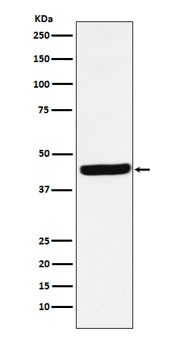 Rabbit monoclonal antibody