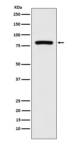 Rabbit monoclonal antibody