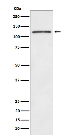 Rabbit monoclonal antibody