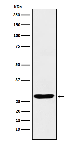 Rabbit monoclonal antibody