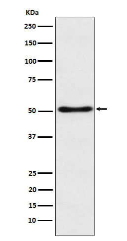 Rabbit monoclonal antibody
