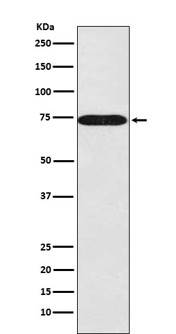 Rabbit monoclonal antibody