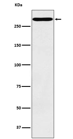 Rabbit monoclonal antibody