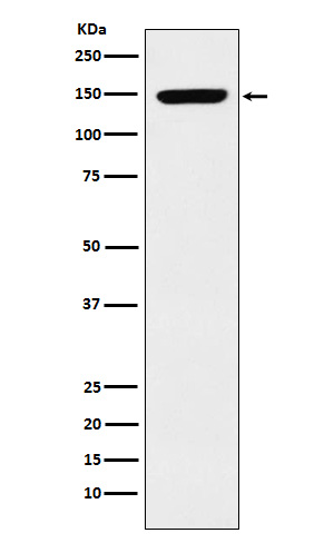 Rabbit monoclonal antibody