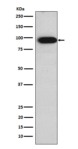 Rabbit monoclonal antibody