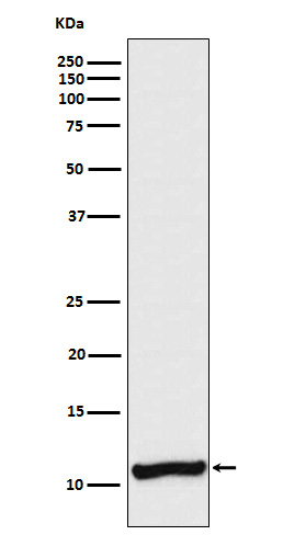 Rabbit monoclonal antibody