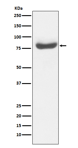 Rabbit monoclonal antibody