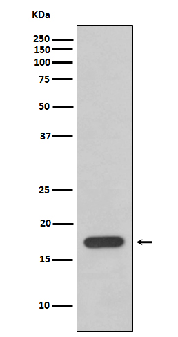 Rabbit monoclonal antibody