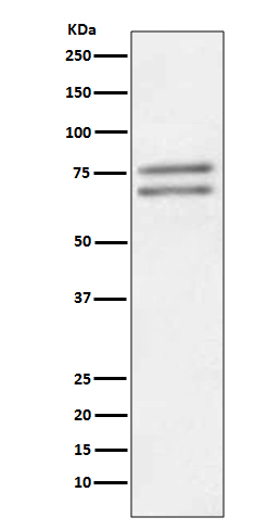 Rabbit monoclonal antibody
