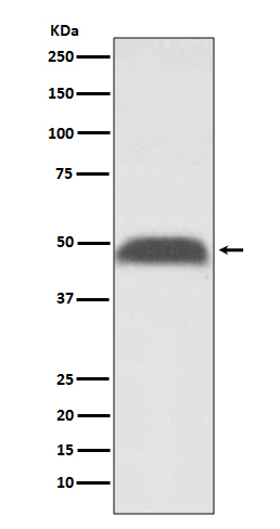 Rabbit monoclonal antibody