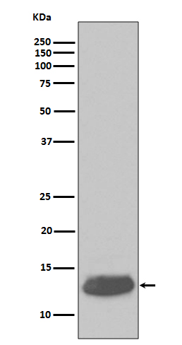 Rabbit monoclonal antibody