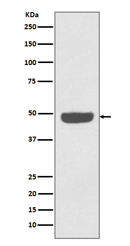 Rabbit monoclonal antibody