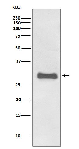 Rabbit monoclonal antibody