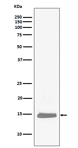 Rabbit monoclonal antibody