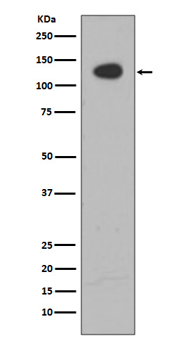Rabbit monoclonal antibody