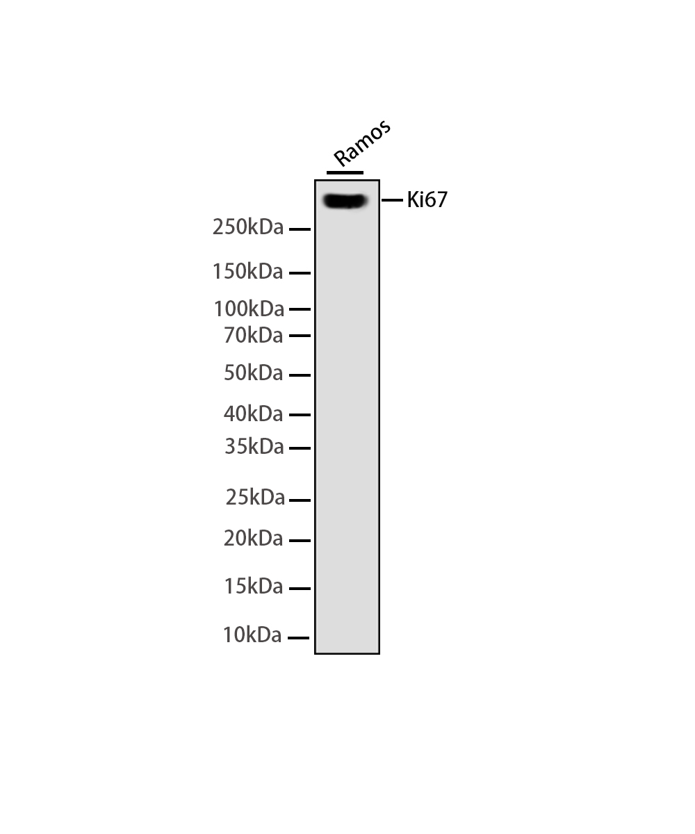 Rabbit monoclonal antibody