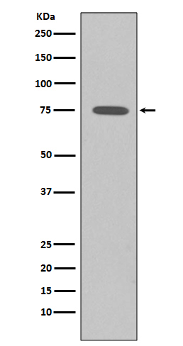Rabbit monoclonal antibody