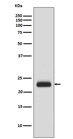 Rabbit monoclonal antibody
