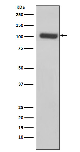 Rabbit monoclonal antibody