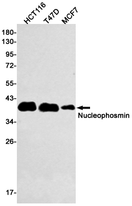 Rabbit monoclonal antibody