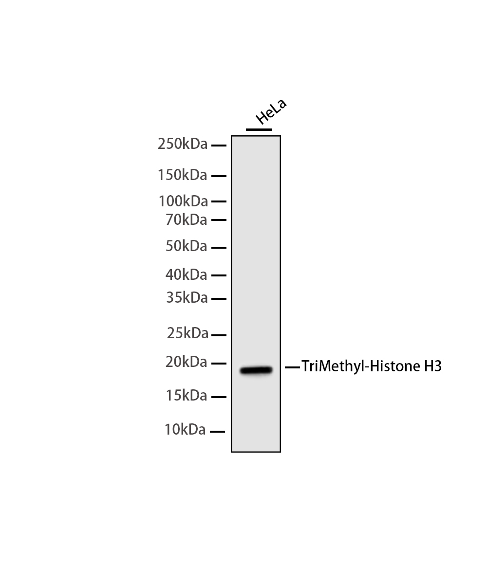 Rabbit monoclonal antibody