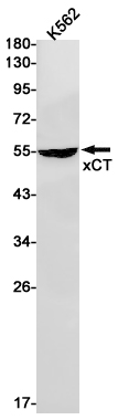 Rabbit monoclonal antibody