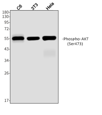 Rabbit monoclonal antibody