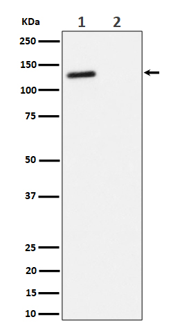 Rabbit monoclonal antibody