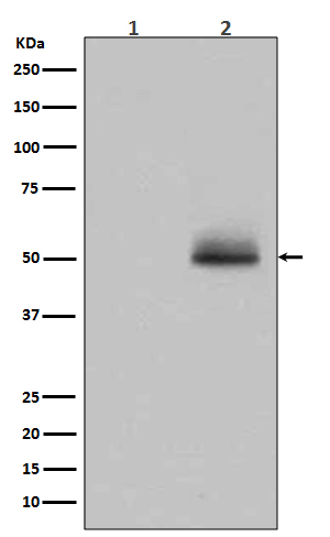 Rabbit monoclonal antibody