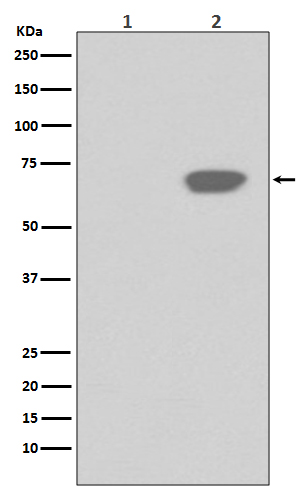 Rabbit monoclonal antibody
