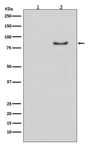 Rabbit monoclonal antibody