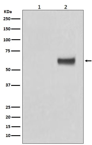 Rabbit monoclonal antibody