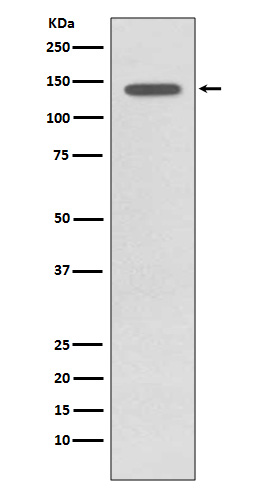 Rabbit monoclonal antibody