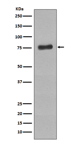 Rabbit monoclonal antibody