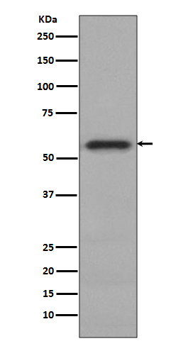 Rabbit monoclonal antibody