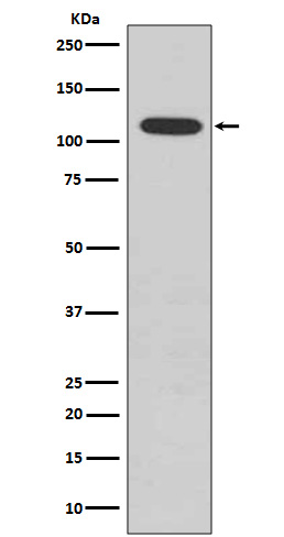 Rabbit monoclonal antibody