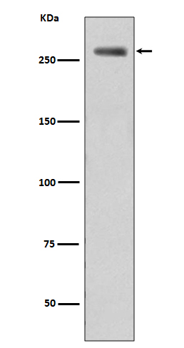 Rabbit monoclonal antibody