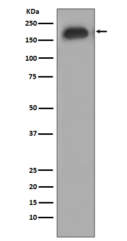 Rabbit monoclonal antibody