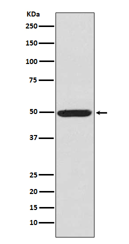Rabbit monoclonal antibody