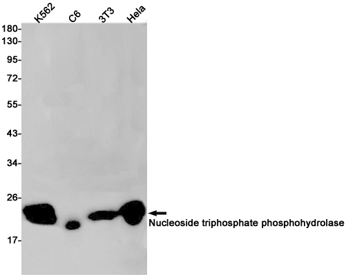 Rabbit monoclonal antibody