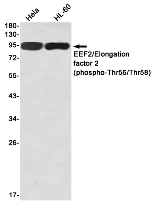 Rabbit monoclonal antibody