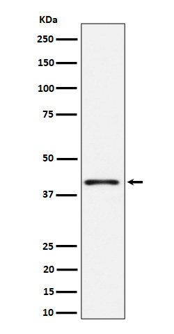 Rabbit monoclonal antibody