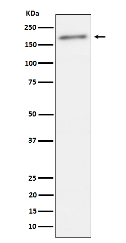 Rabbit monoclonal antibody