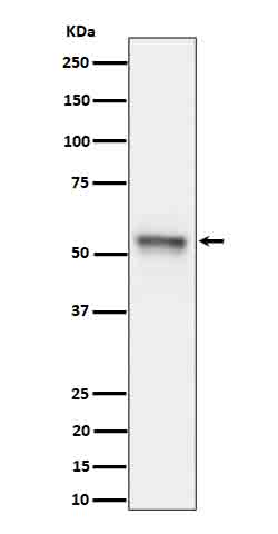 Rabbit monoclonal antibody