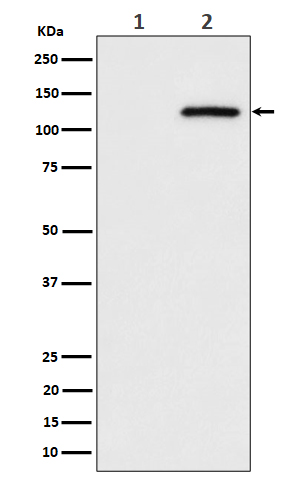 Rabbit monoclonal antibody