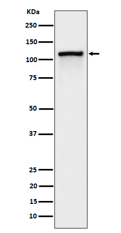 Rabbit monoclonal antibody