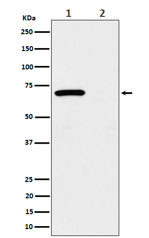Rabbit monoclonal antibody