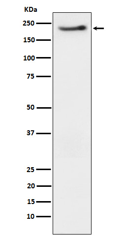 Rabbit monoclonal antibody