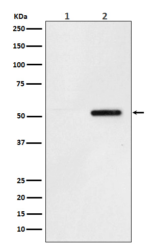 Rabbit monoclonal antibody